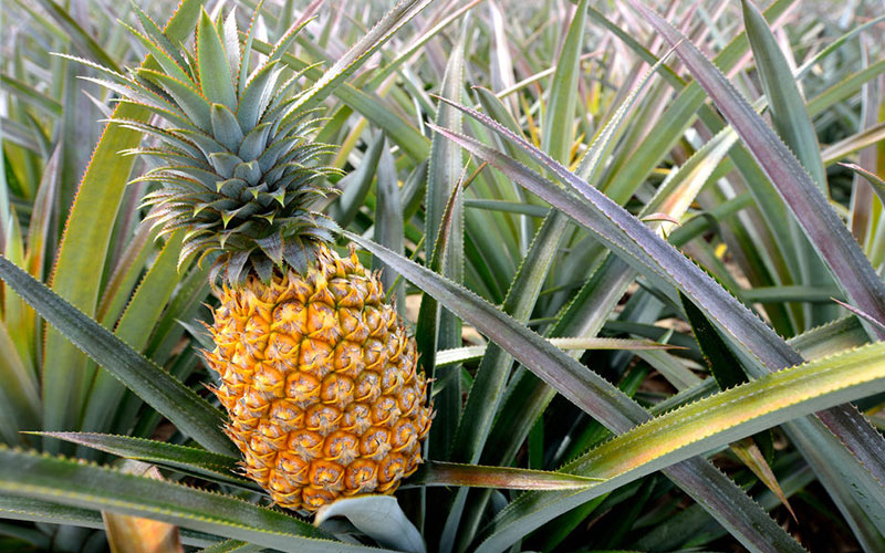 Pineapple